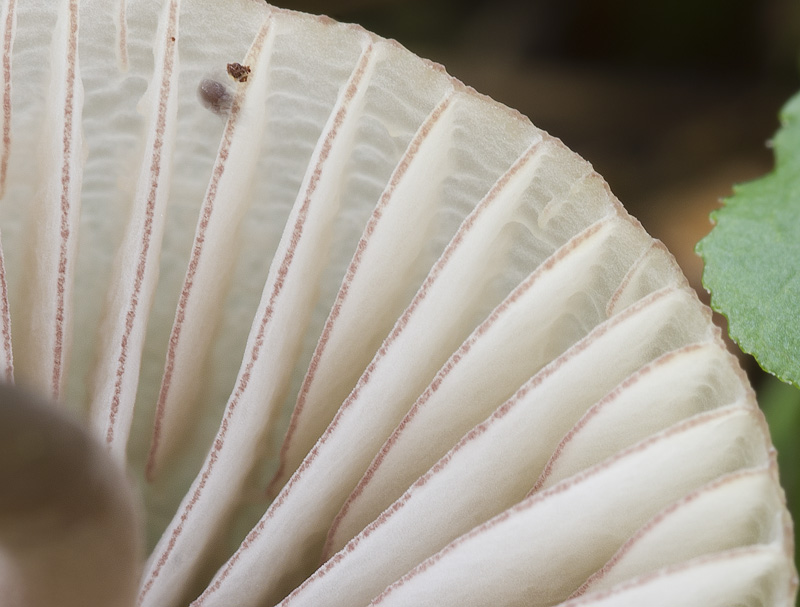 Mycena rubromarginata